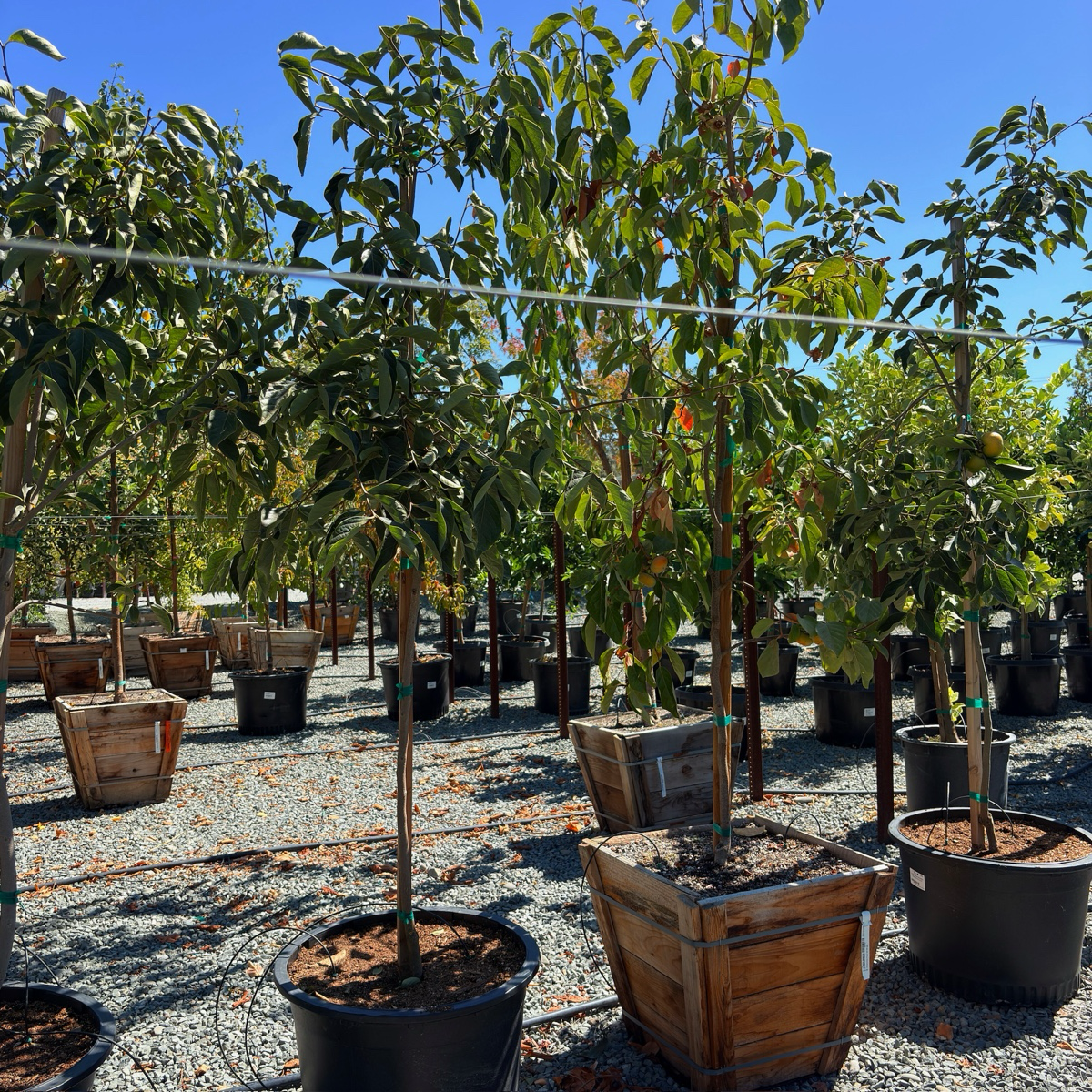 Fuyu Persimmon Tree