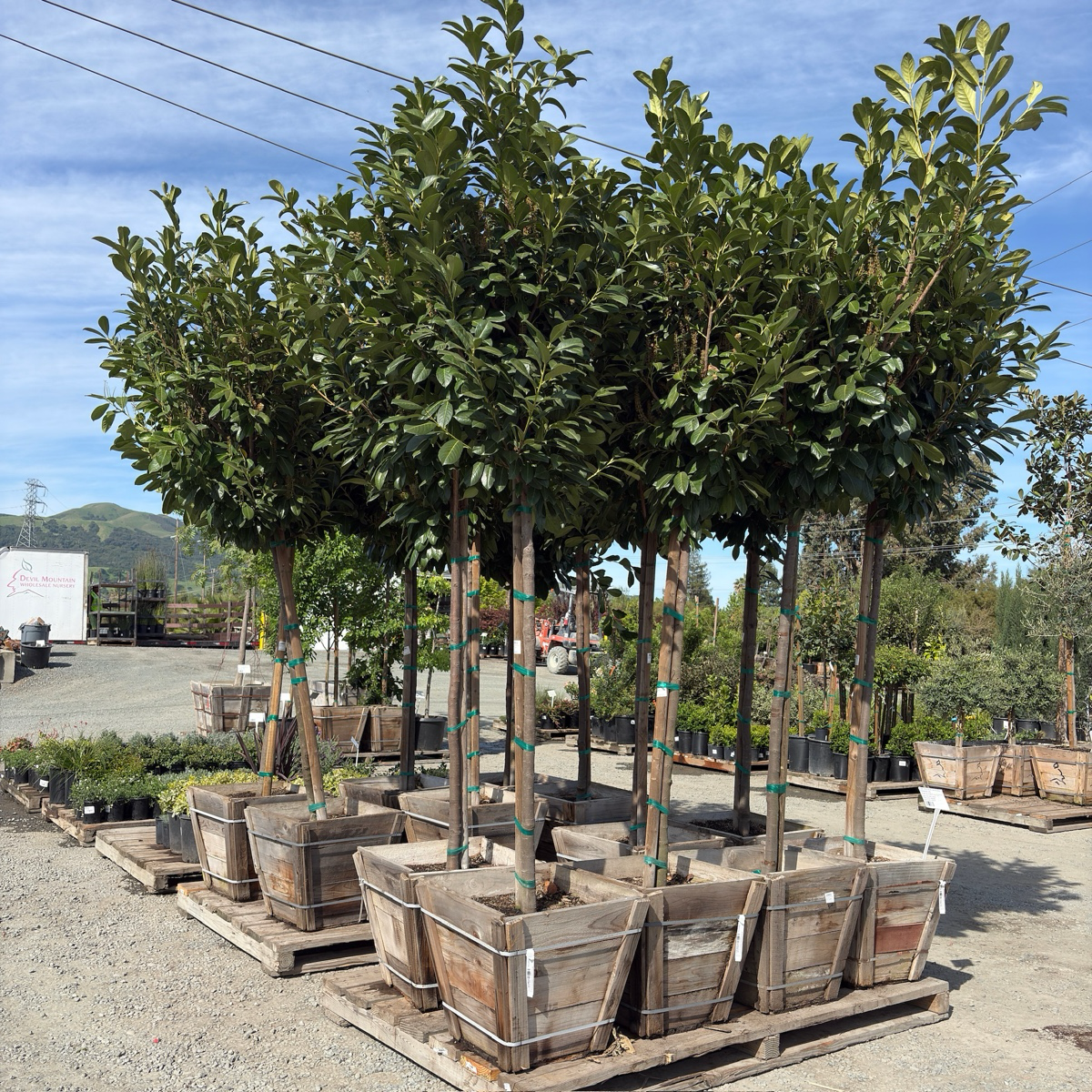 English Laurel