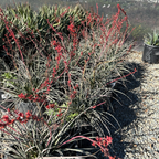 Brakelights Red Yucca