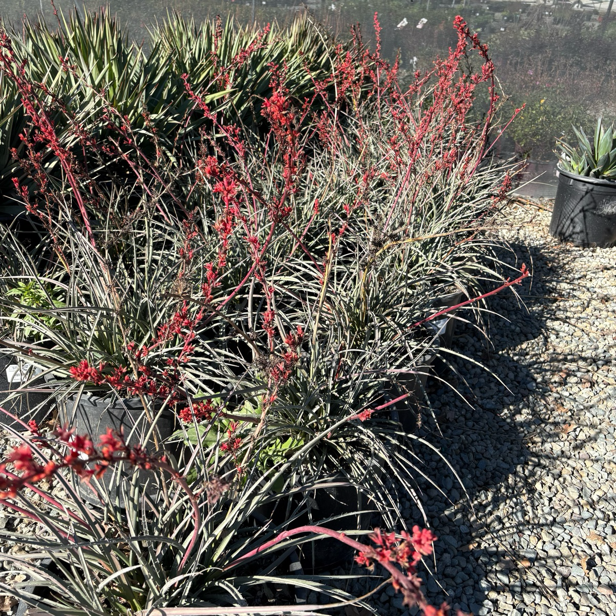 Brakelights Red Yucca