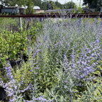 Russian Sage