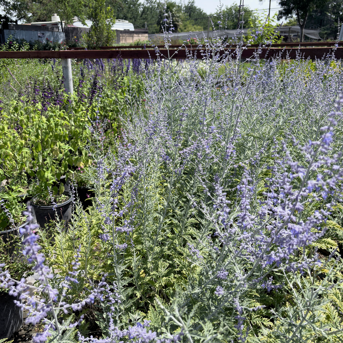Russian Sage