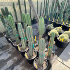 Peruvian Apple Cactus