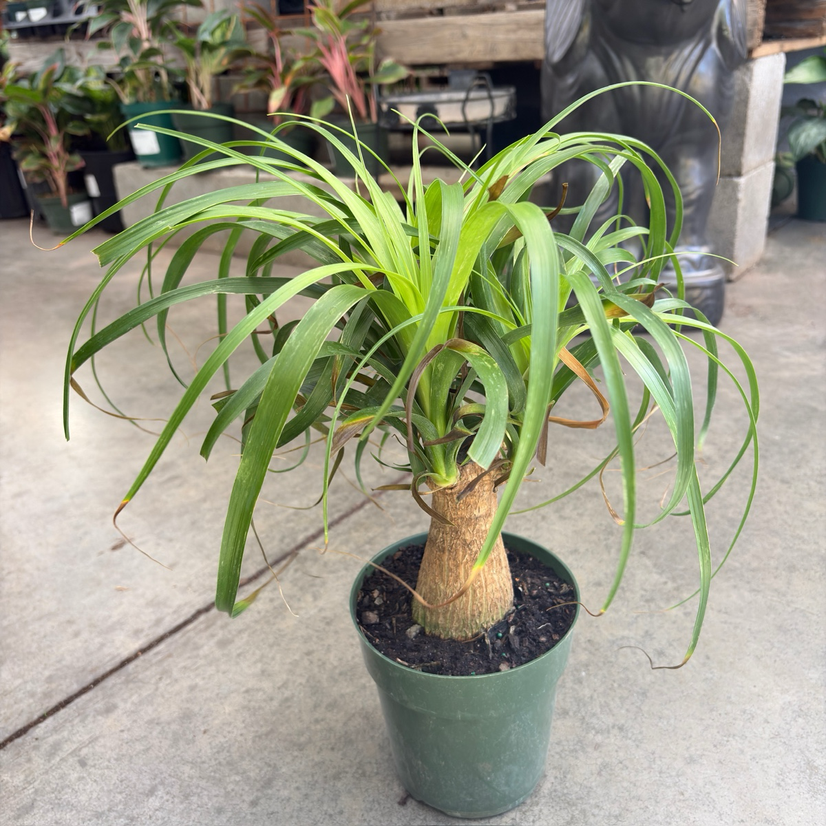Pony Tail Palm