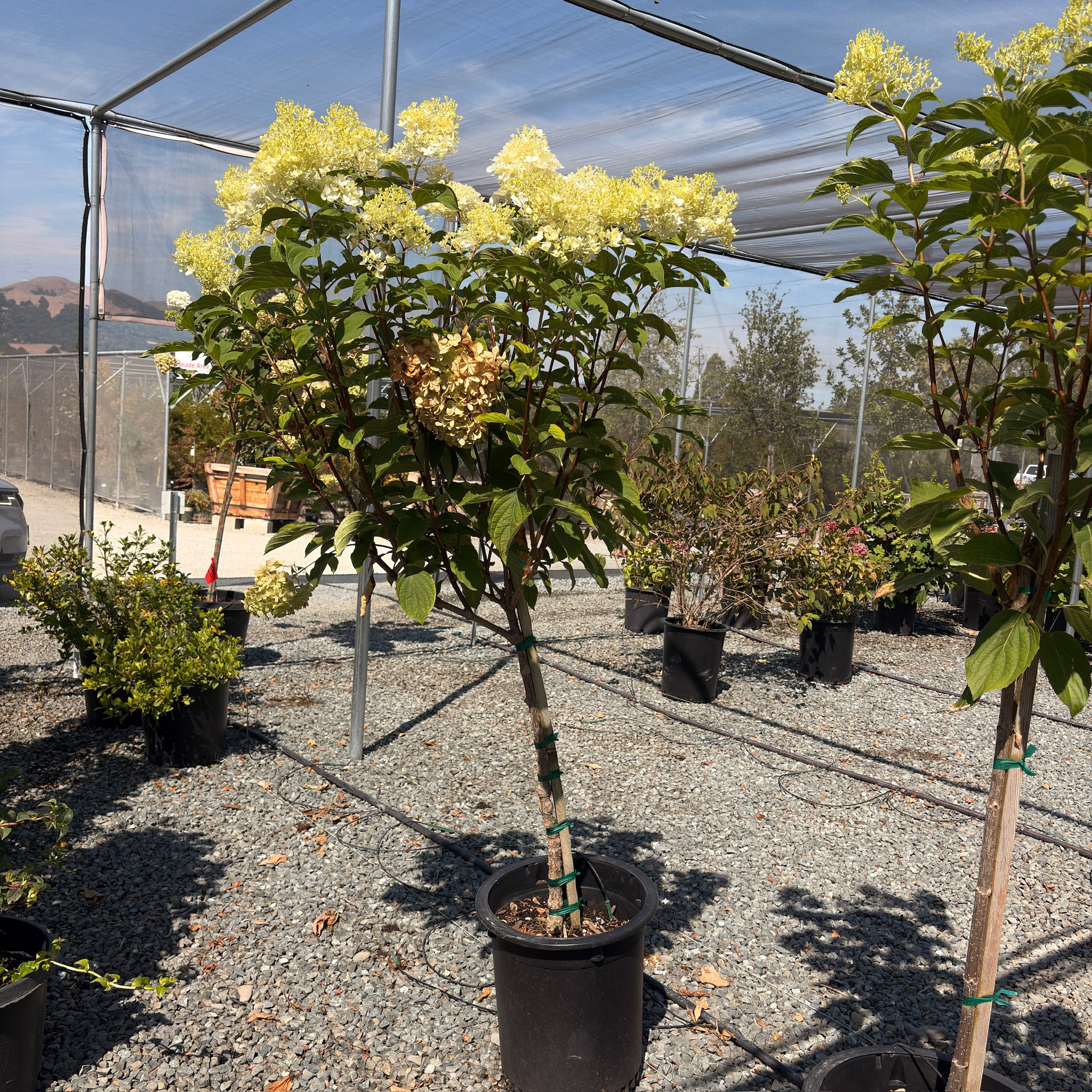 Phantom Panicle Hydrangea