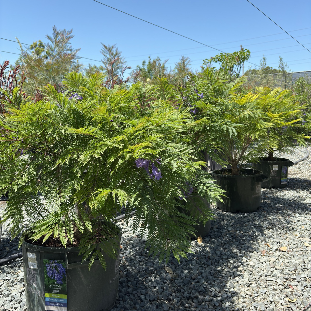 Bonsai Blue Jacaranda