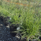Slender Veldt Grass