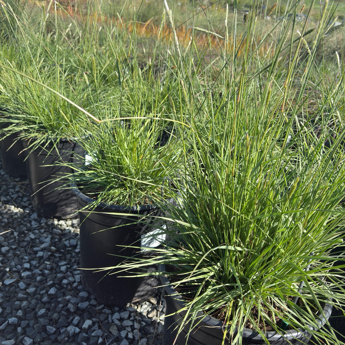 Slender Veldt Grass