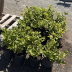 Arabian Jasmine