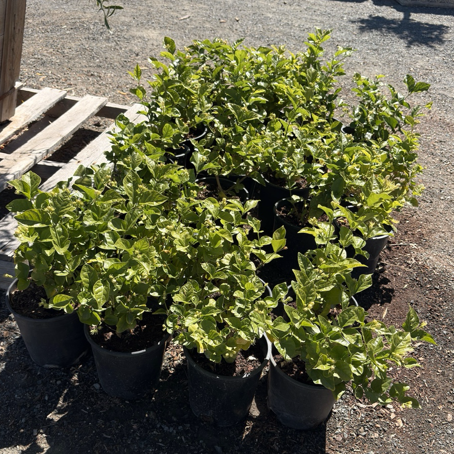 Arabian Jasmine