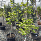 Celestial Shadow Dogwood