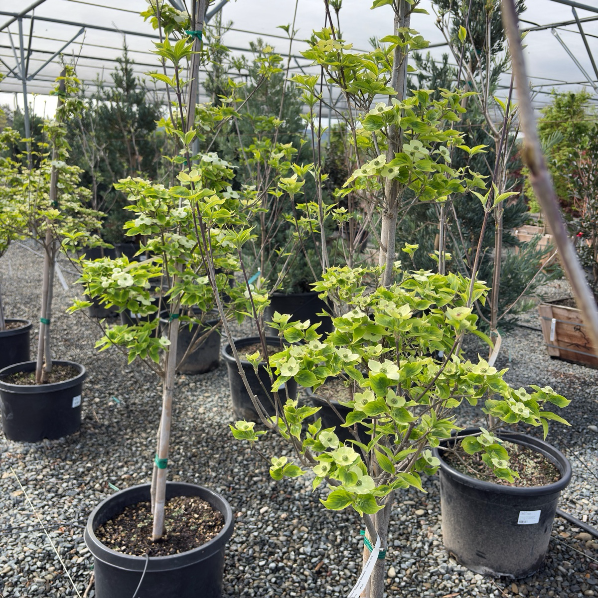 Celestial Shadow Dogwood