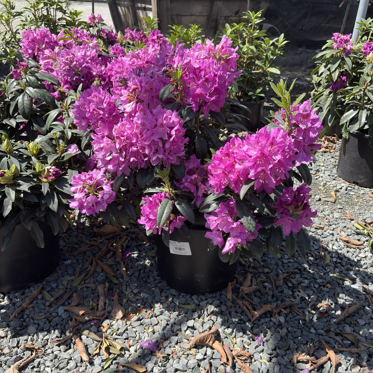 Anah Kruschke Rhododendron