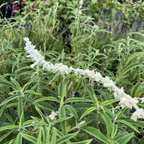 White Mischief Mexican Bush Sage