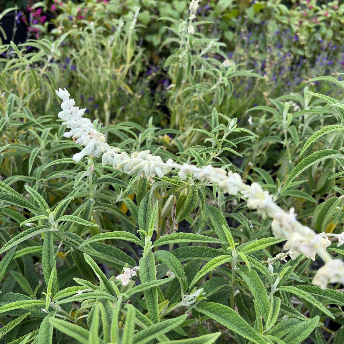 White Mischief Mexican Bush Sage