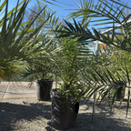 Canary Island Date Palm