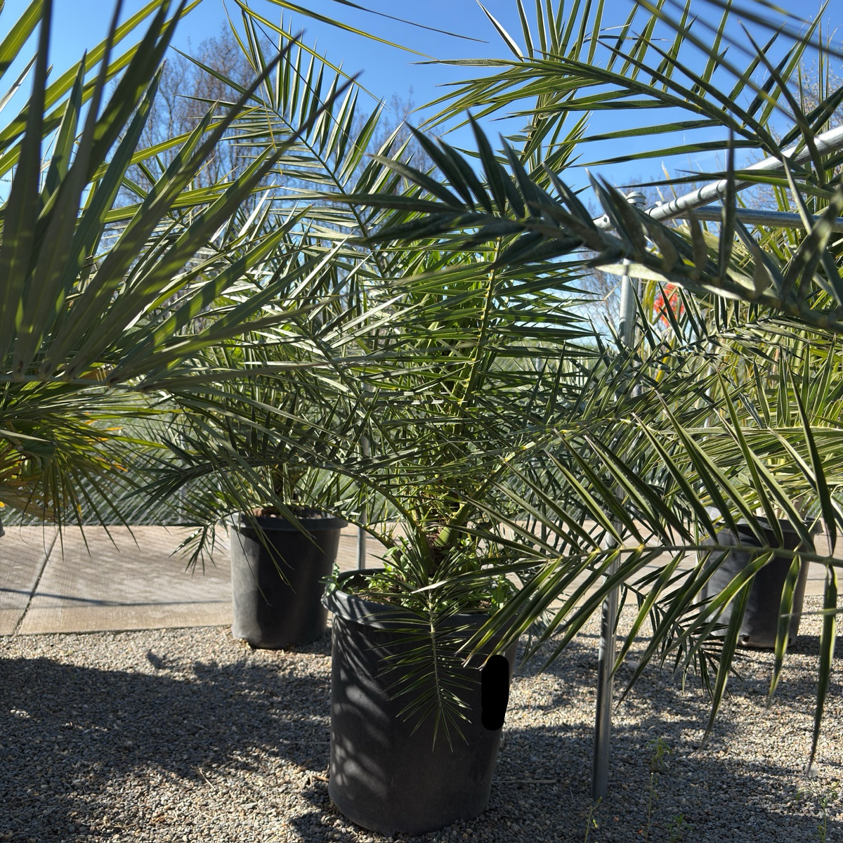 Canary Island Date Palm