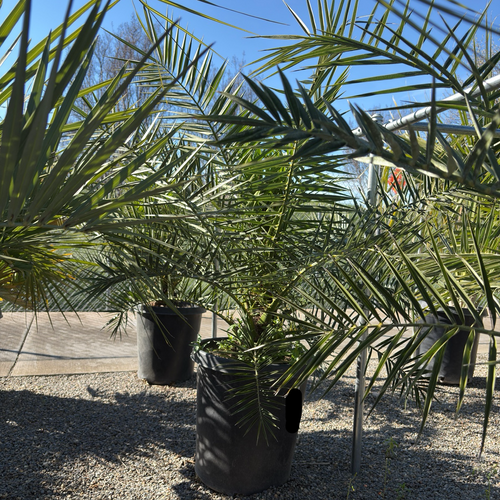 Canary Island Date Palm