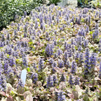 Golden Glow Carpet Bugle