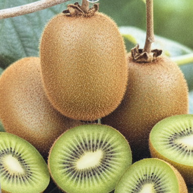 Kiwi Magic Kiwi Combination