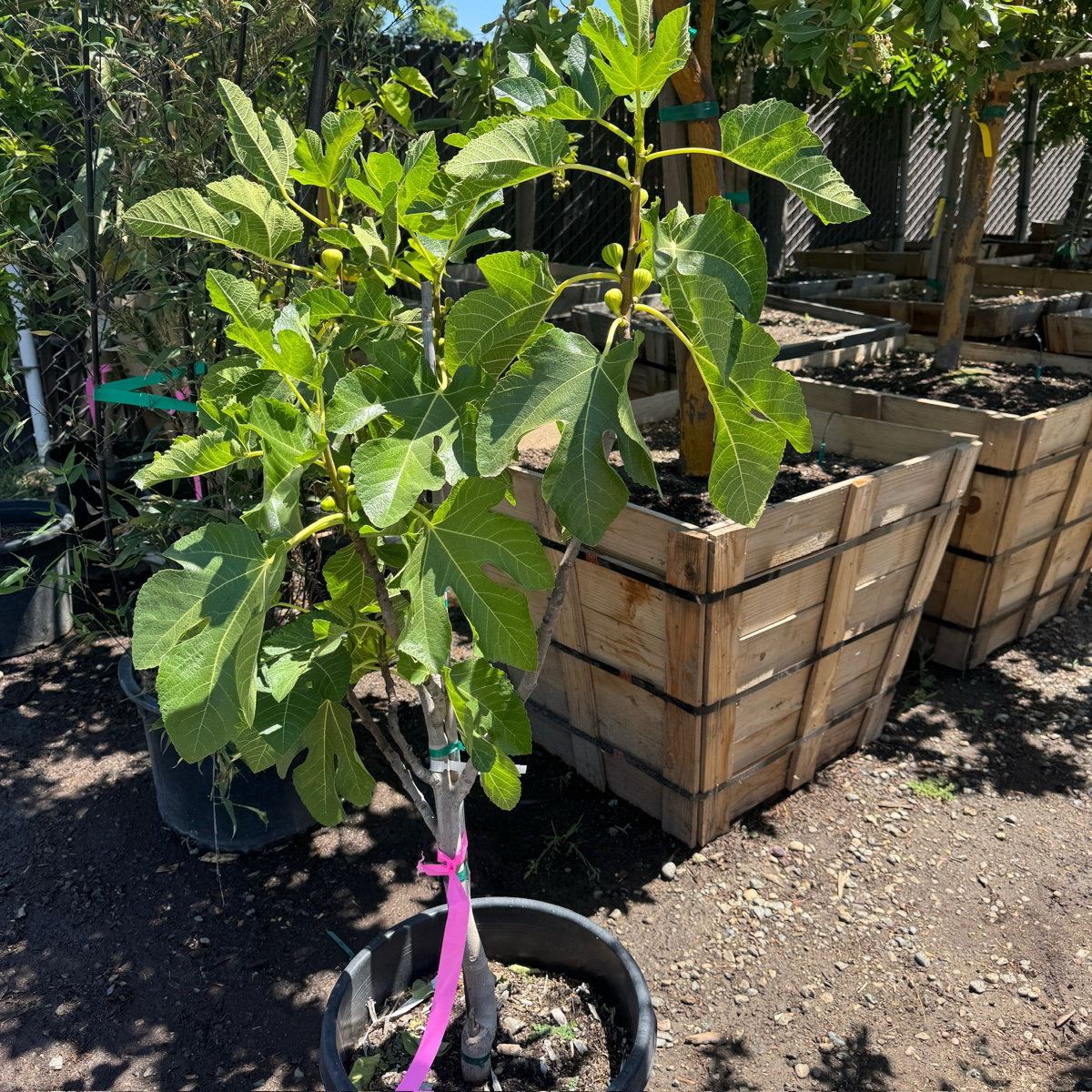 Striped Tiger Fig