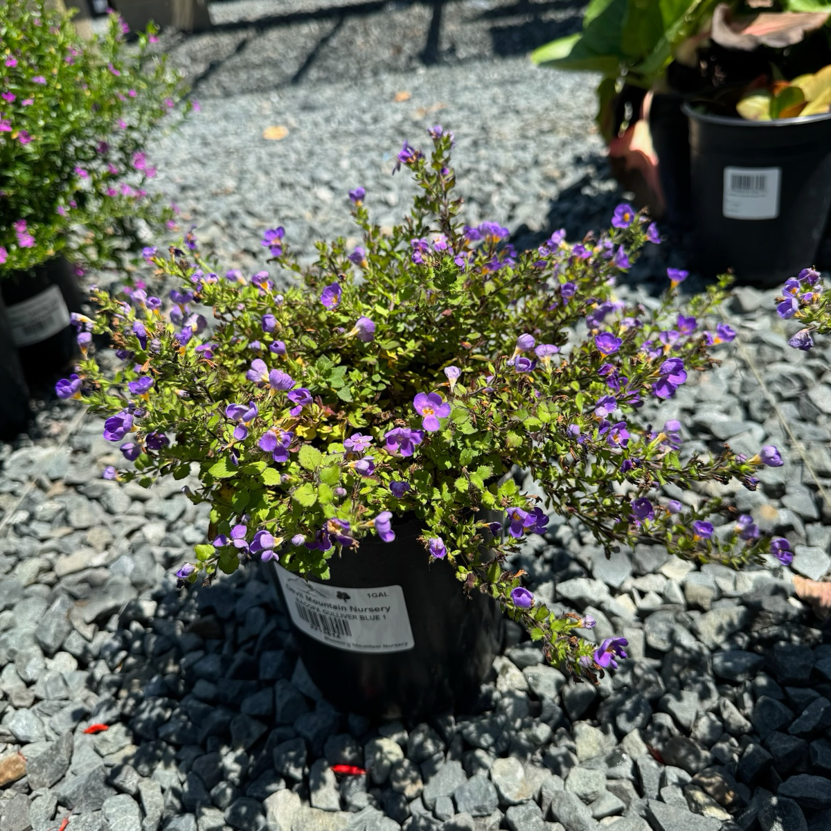 Bacopa