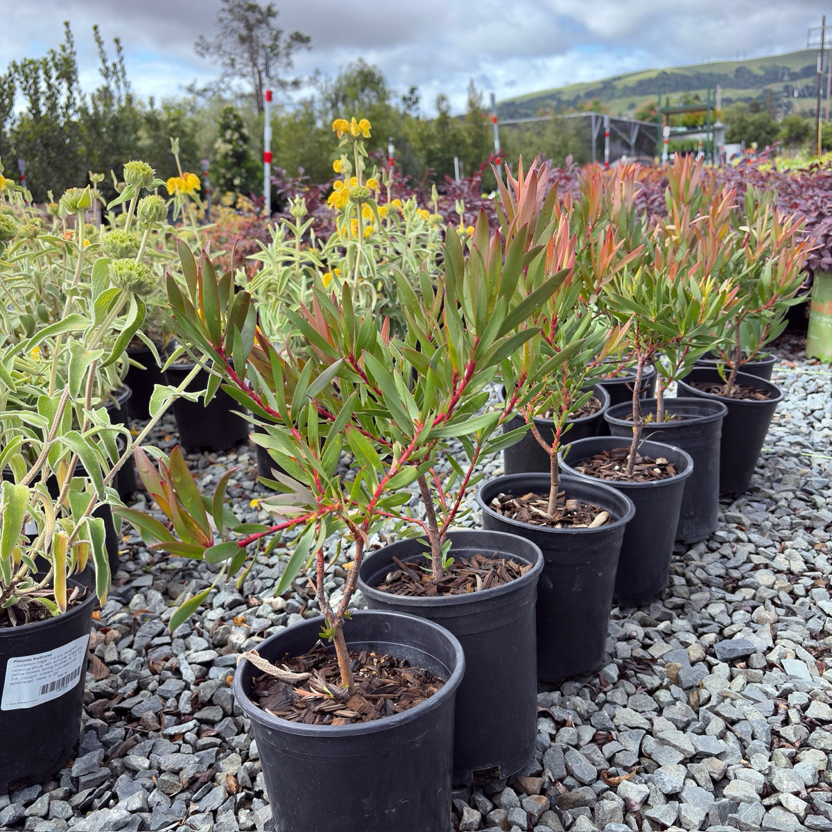 Inca Gold Cone Bush