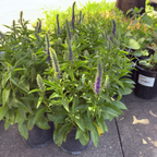 Royal Candles Speedwell