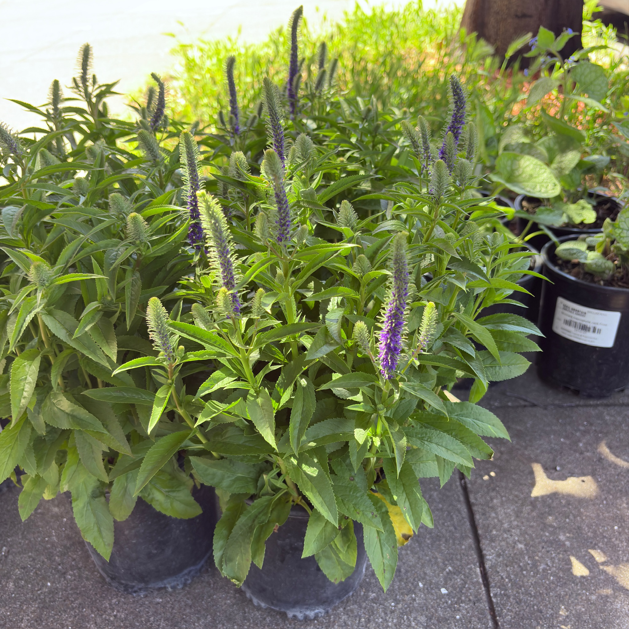 Royal Candles Speedwell