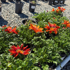 Giant Red Bronze Treasure Flower