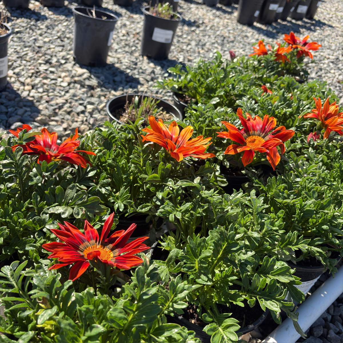 Giant Red Bronze Treasure Flower