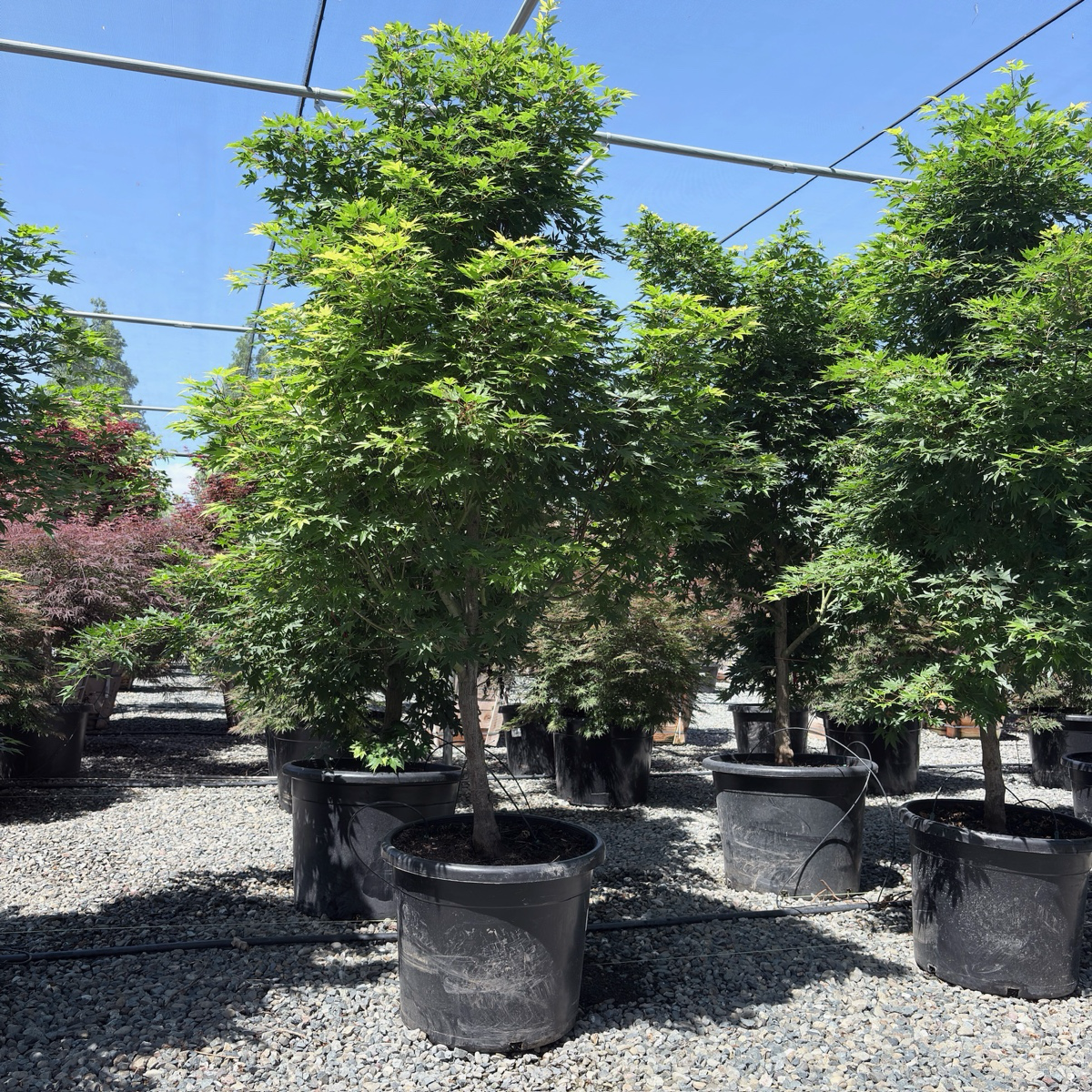 Tobiosho Japanese Maple