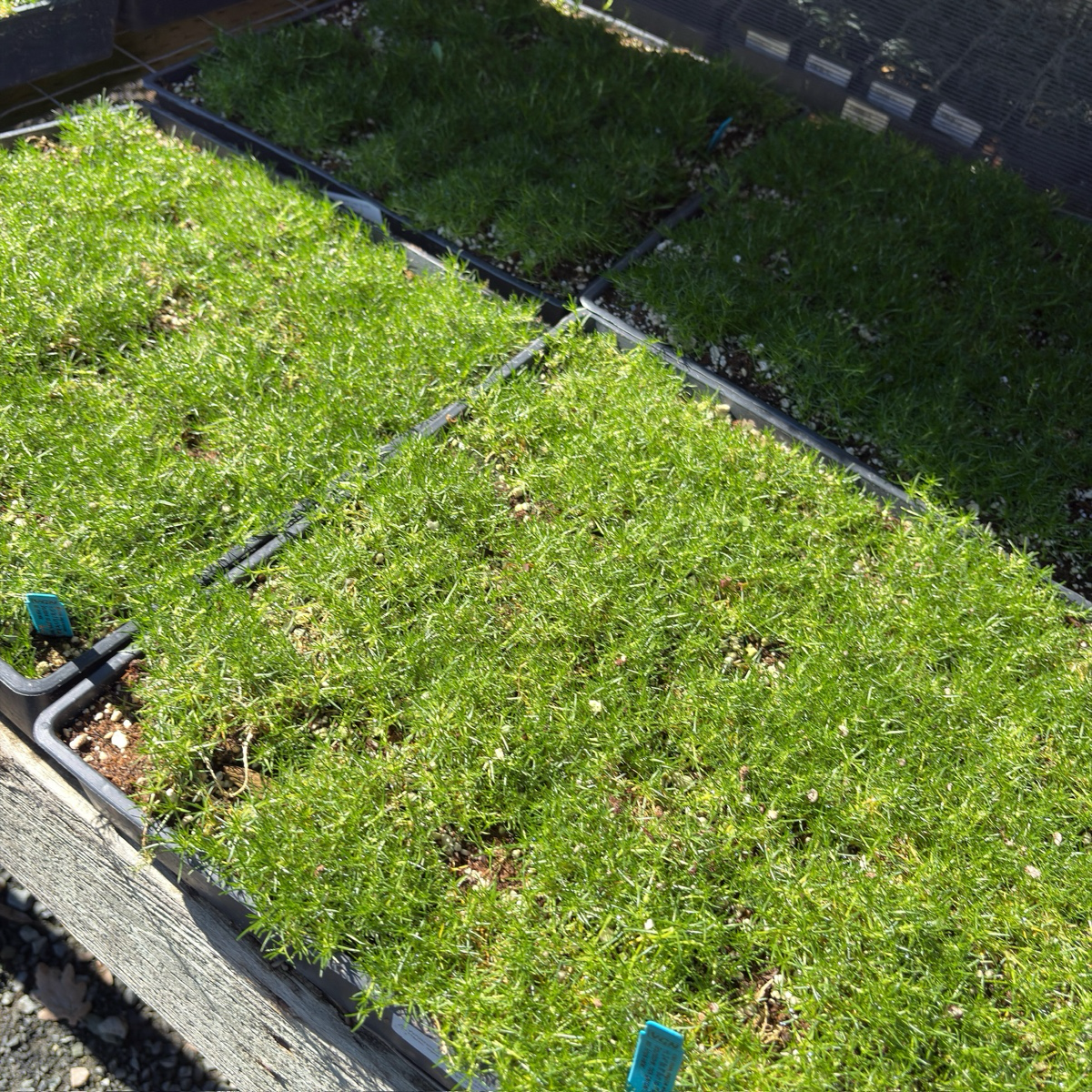 Irish Moss