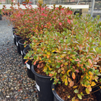 Sherwood Pink Azalea