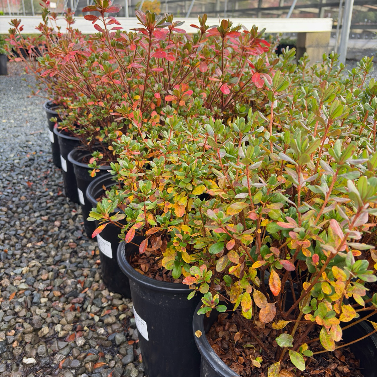 Sherwood Pink Azalea