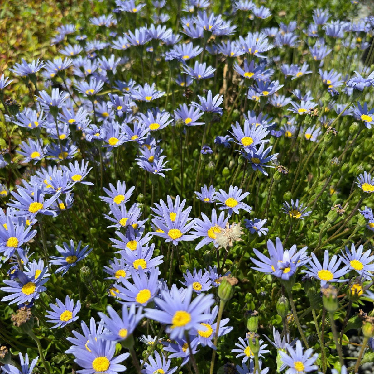 Blue Daisy