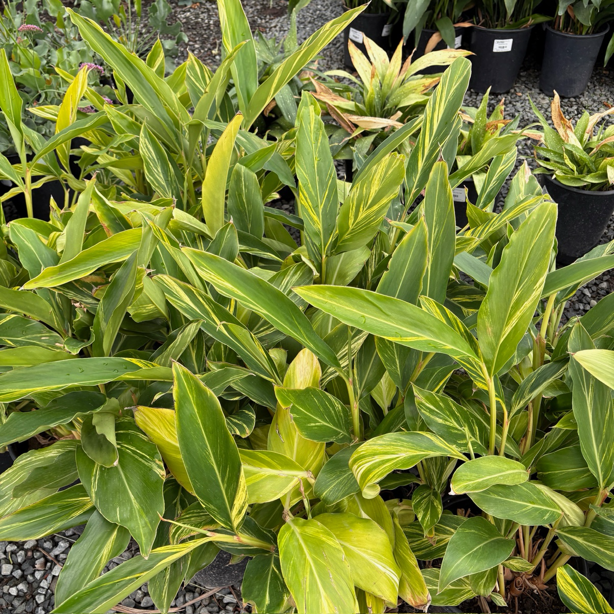 shell ginger indoor plant Variegated Shell Ginger