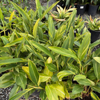 Variegated Shell Ginger