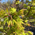 Tobiosho Japanese Maple