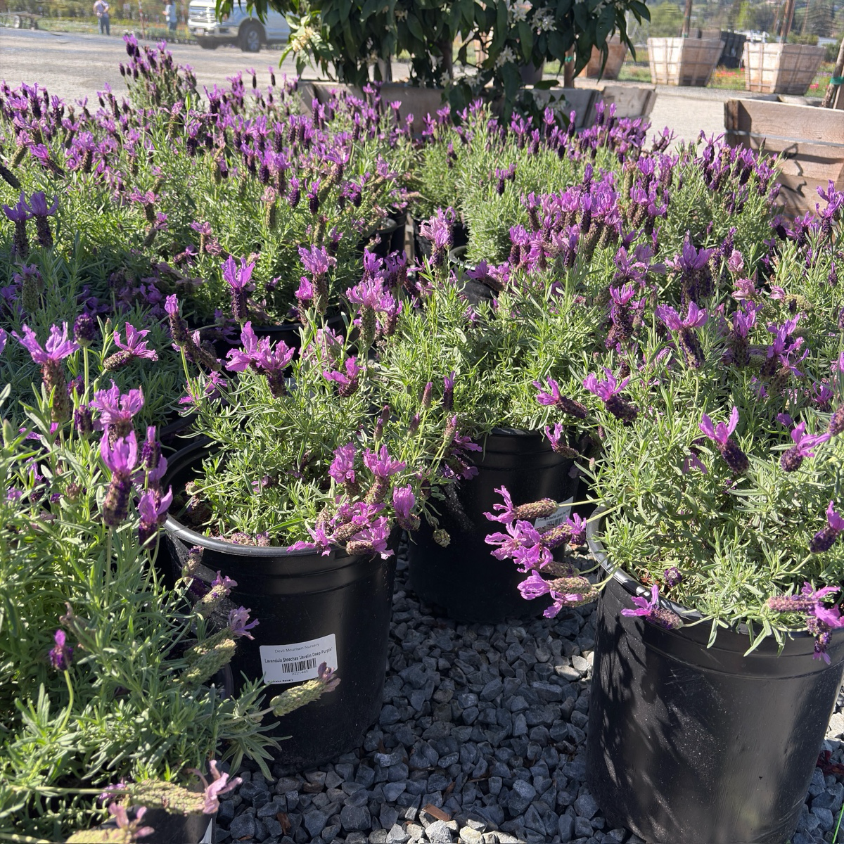 Javelin Deep Purple Spanish Lavender (Lavandula stoechas 'Javelin Deep  Purple')