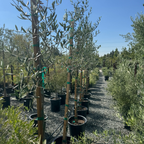 Fruitless Olive Tree