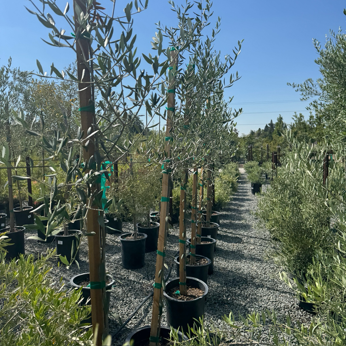 Fruitless Olive Tree