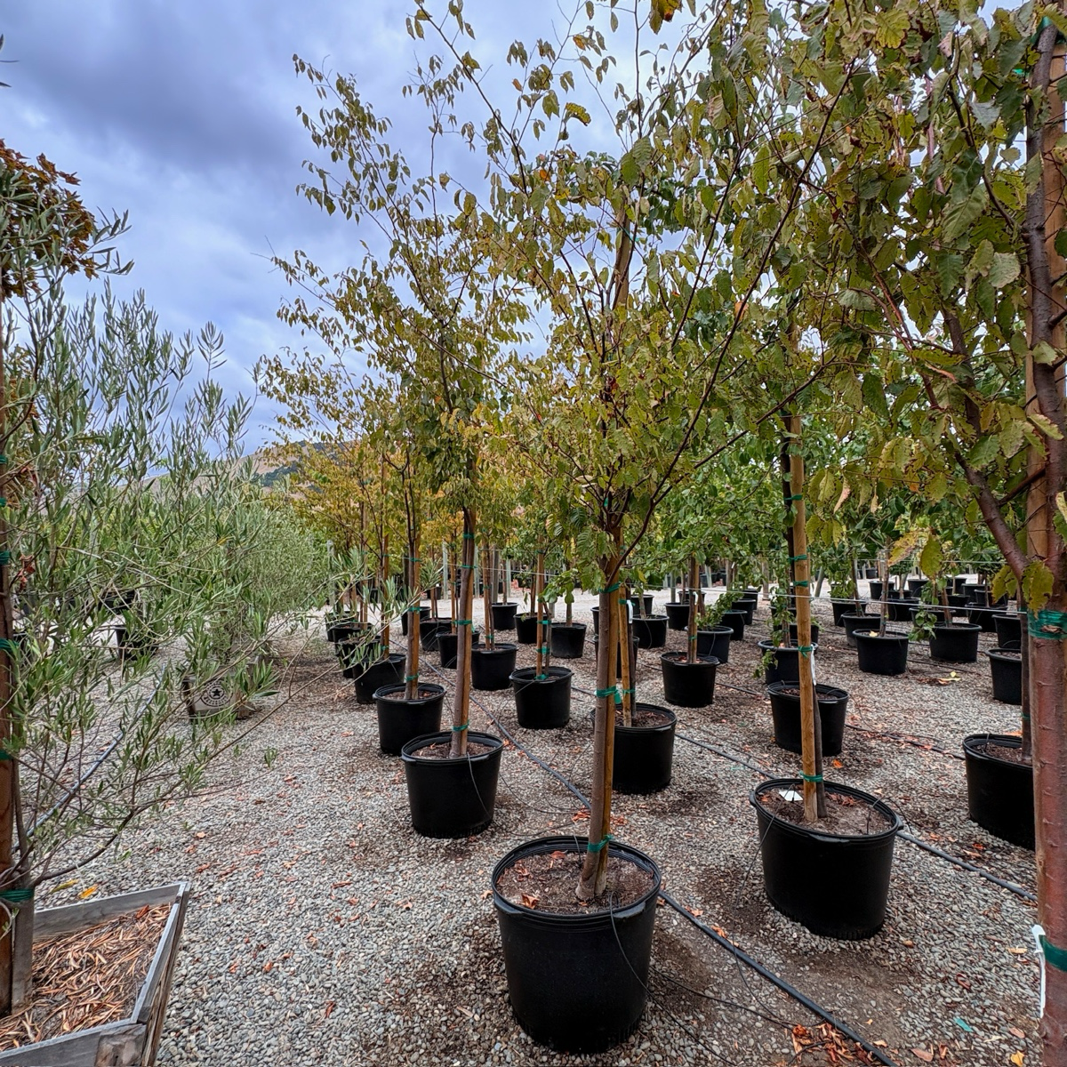 Village Green Zelkova | Vase Shaped Shade Tree – Victory Nursery
