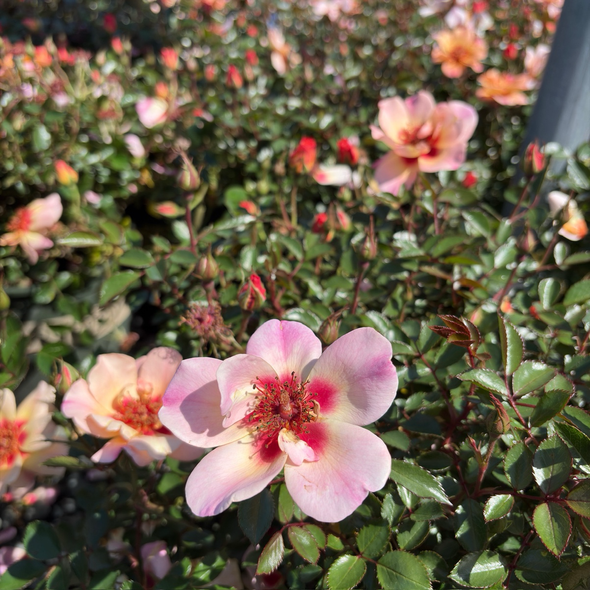 Flower Carpet Rosa