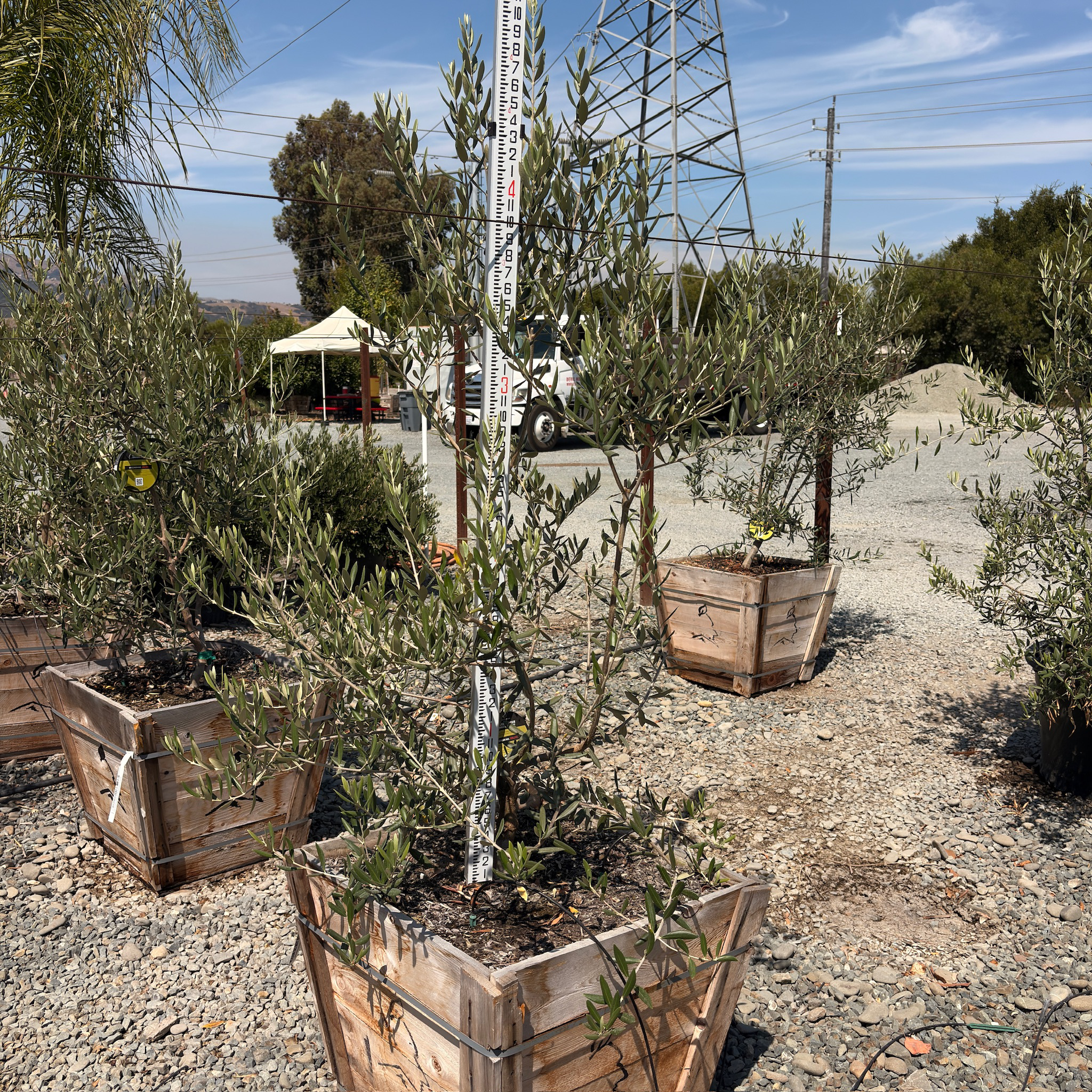 Swan Hill Olive Tree
