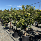 Minneola Tangelo Tree