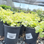 Limelight Licorice Plant