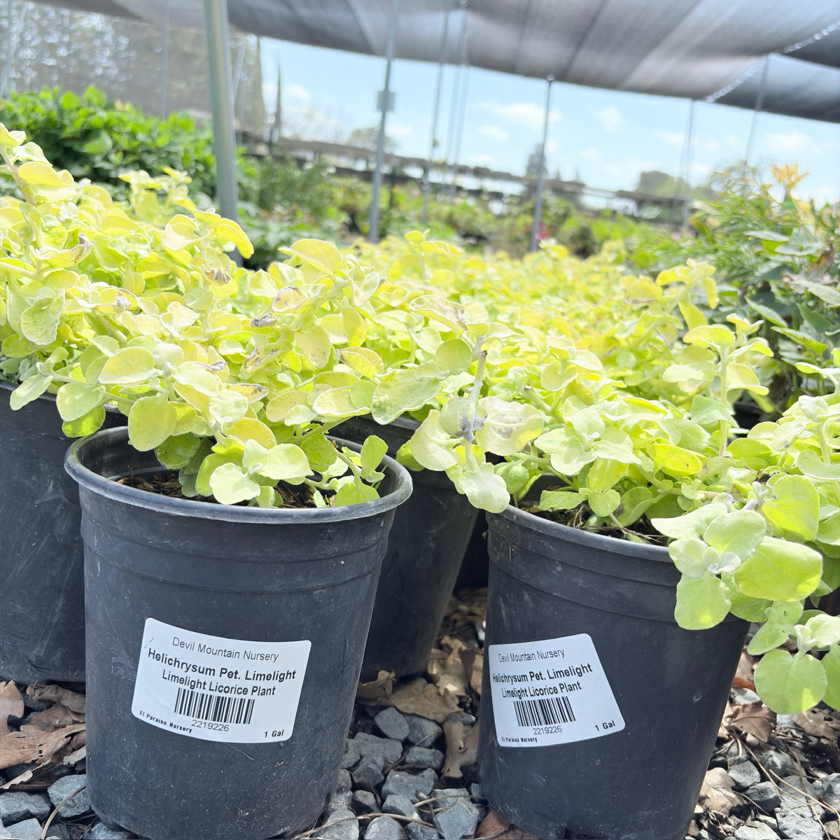 Limelight Licorice Plant