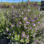 Blue Gem Coast Rosemary