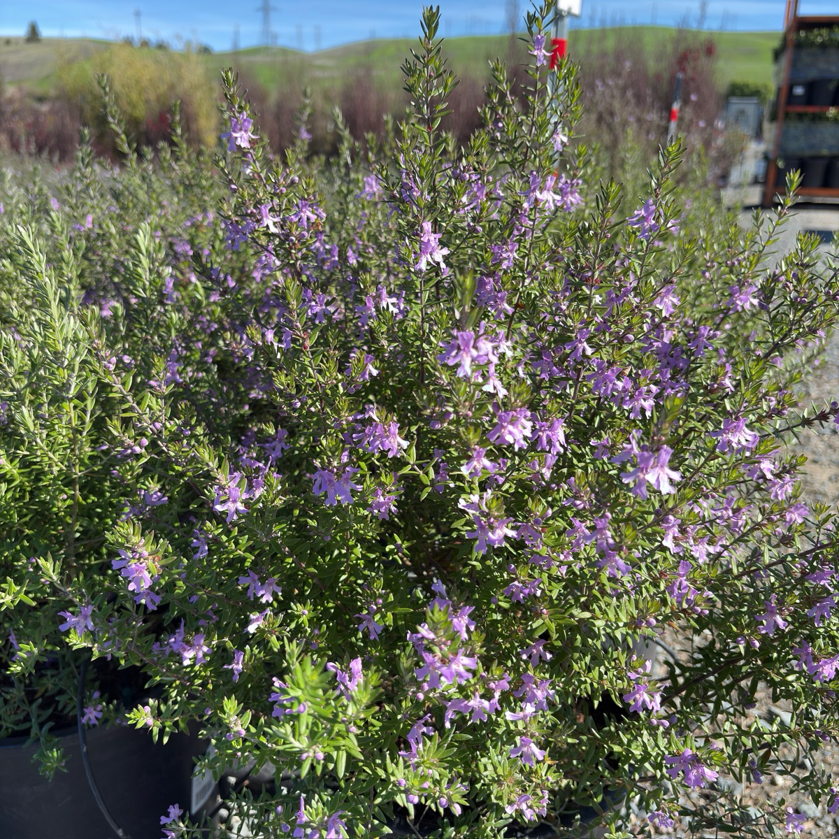 Blue Gem Coast Rosemary
